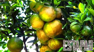 Transforming Troubled Citrus into Real Estate Opportunities